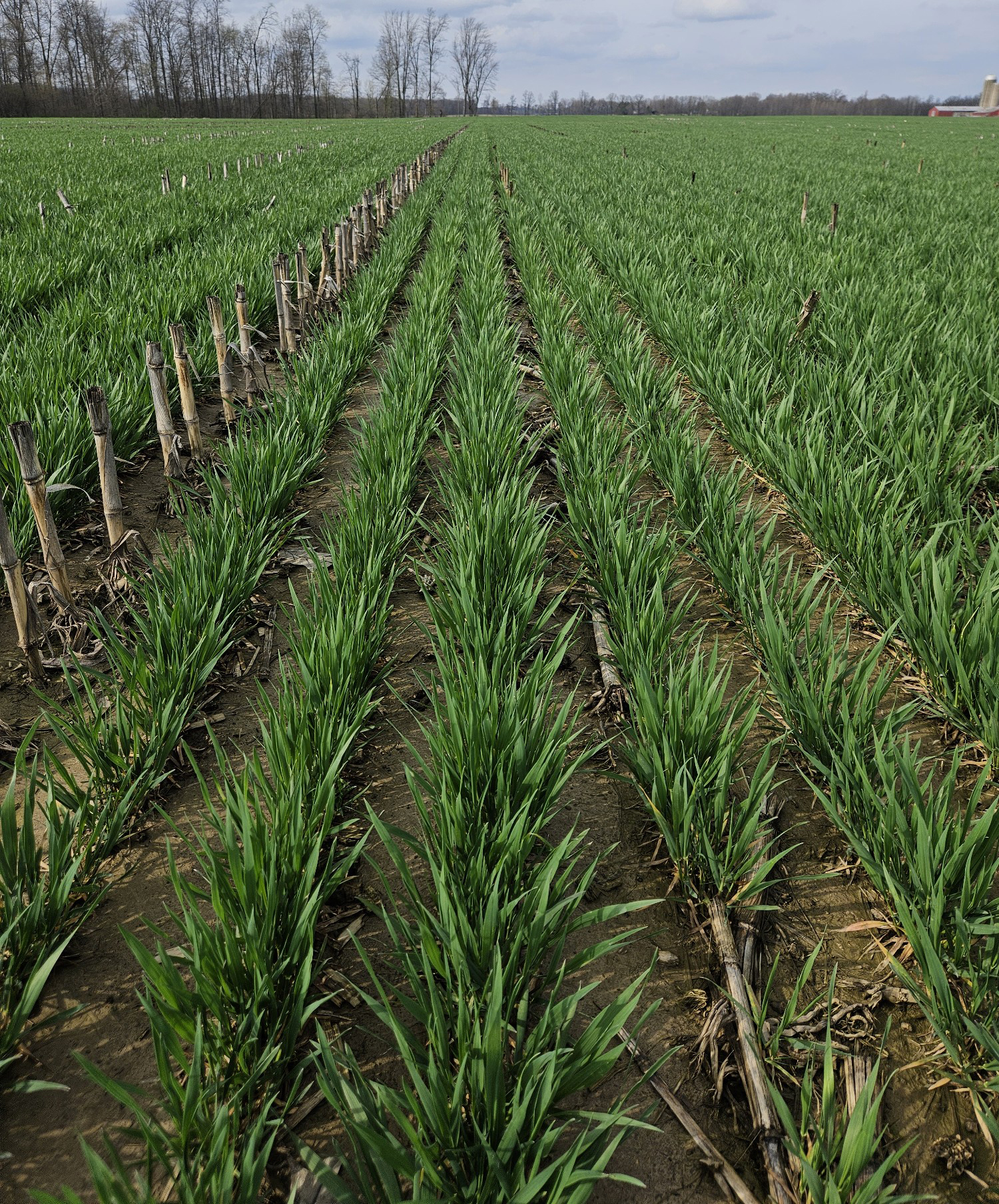 Green wheat starting to emerge from a field.